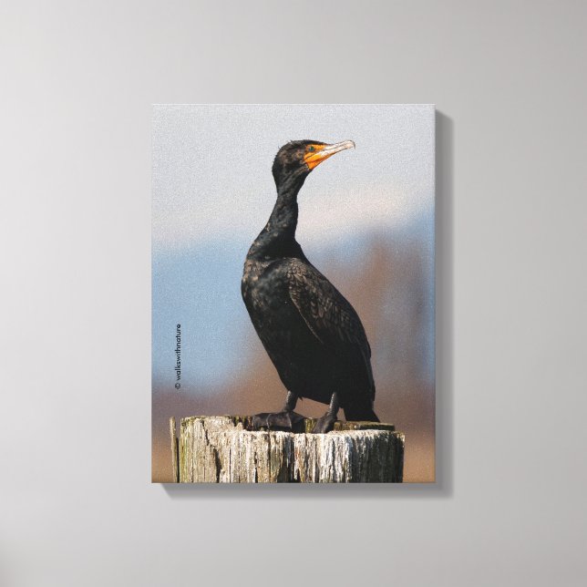 Toile Profil d'un cormoran à aigrettes (Recto)