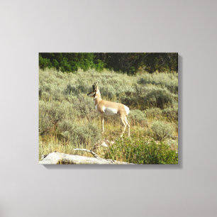 Toile Pronghorn au Parc national de Grand Teton