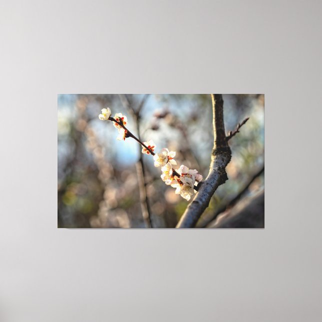Toile Prunus mume Sakura Fleurs Blanches Ensoleillées (Recto)