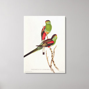 Toile Psephotus Pulcherrimus