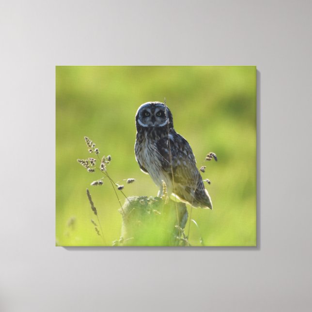 Toile Pueo hawaïen (Recto)