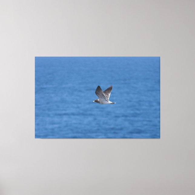 Toile Puffin de Cory (Recto)