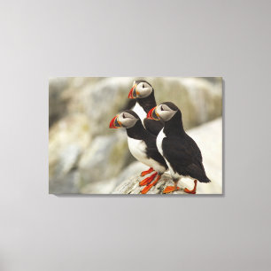 Toile Puffins de l'Atlantique sur l'île des phoques Mach