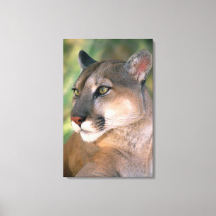 Toile Puma, Californie