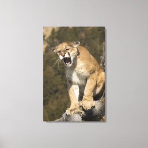 Toile Puma ou lion de montagne, puma concolor, en captiv