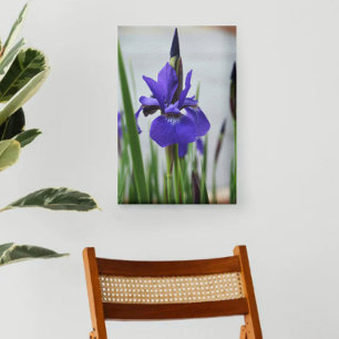 Toile Purple Iris Botanique Photographique Floral
