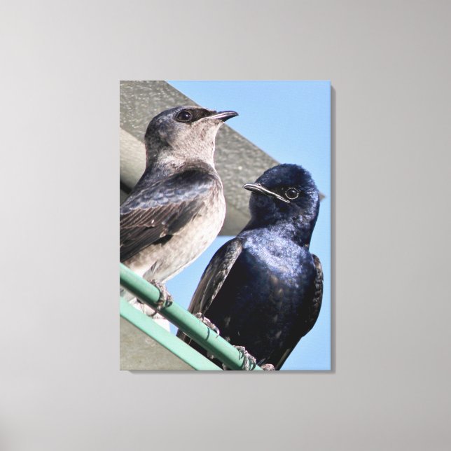 Toile Purple Martin Mates (Recto)