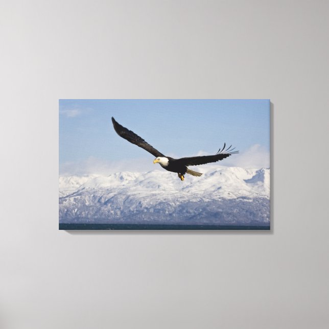 Toile Pygargue à tête blanche en vol, Haliaeetus leucoce (Recto)