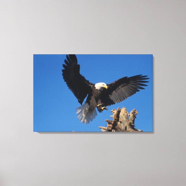 Toile pygargue à tête blanche, Haliaeetus leuccocephalus (Recto)