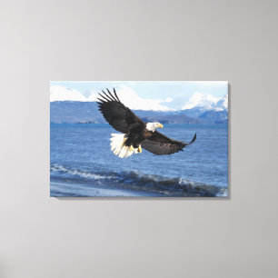 Toile pygargue à tête blanche, Haliaeetus leuccocephalus