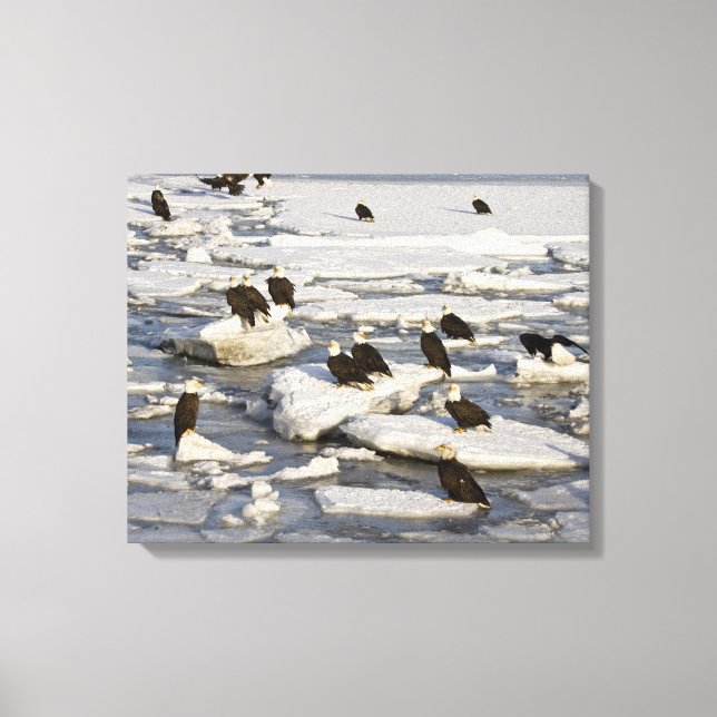 Toile Pygargue à tête blanche, Haliaeetus leucocephalus, (Recto)