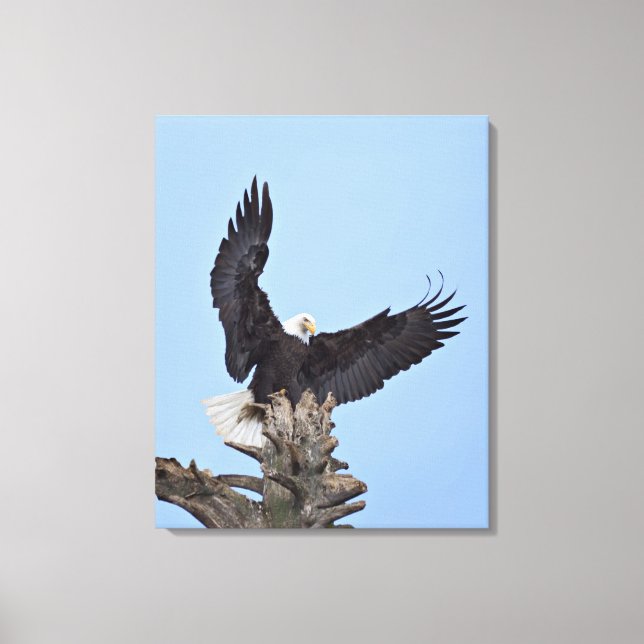 Toile Pygargue à tête blanche (Haliaeetus leucocephalus) (Recto)