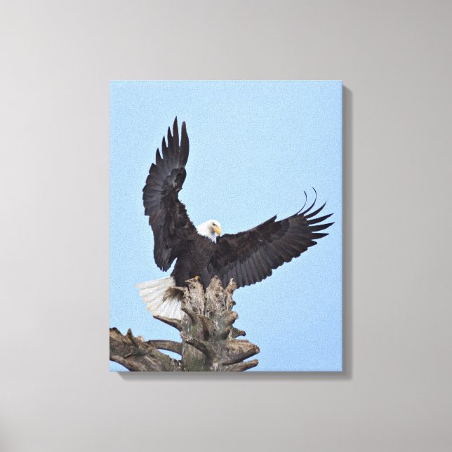 Toile Pygargue à tête blanche (Haliaeetus leucocephalus) (Recto)
