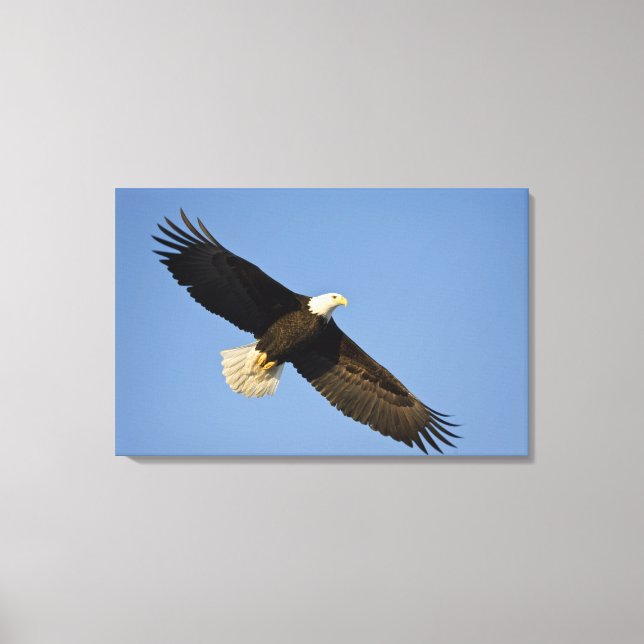 Toile Pygargue à tête blanche, Haliaeetus leucocephalus, (Recto)