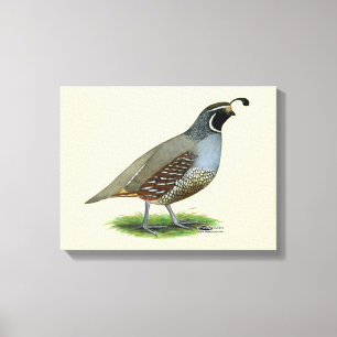 Toile Quail de la Californie