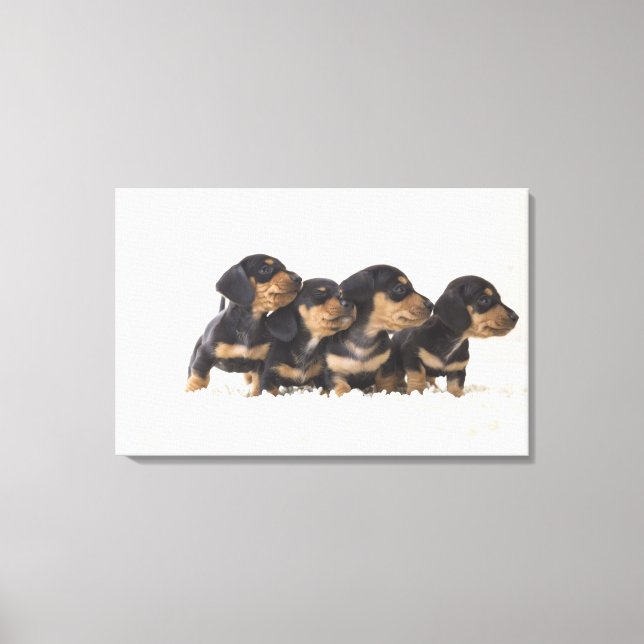 Toile Quatre Mini Dachshund (Recto)