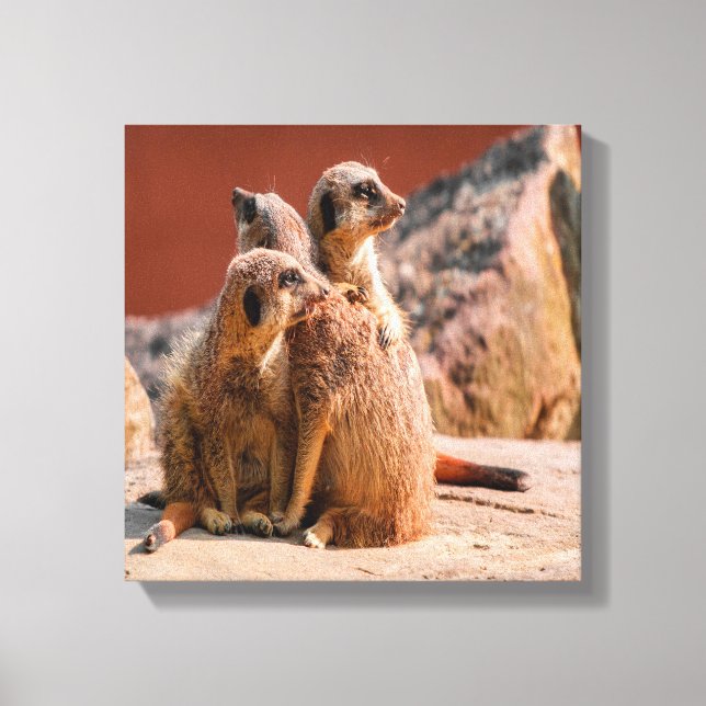 Toile Qu'est-ce que Meerkats (Recto)