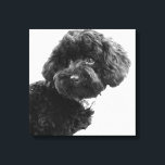 Toile Quoi ? / Black Toy Poodle in B&W Photography<br><div class="desc">Quoi ? :) Photographie en 2010/12/23. Copyright 2010-Present (SQAURE)| ©riverme* | Tous droits réservés VOIR RECTANGLE COPIE ICI :</div>