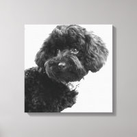 Quoi ? / Black Toy Poodle in B&W Photography