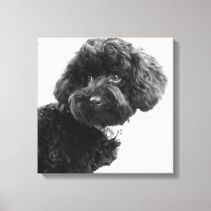 Toile Quoi ? / Black Toy Poodle in B&W Photography