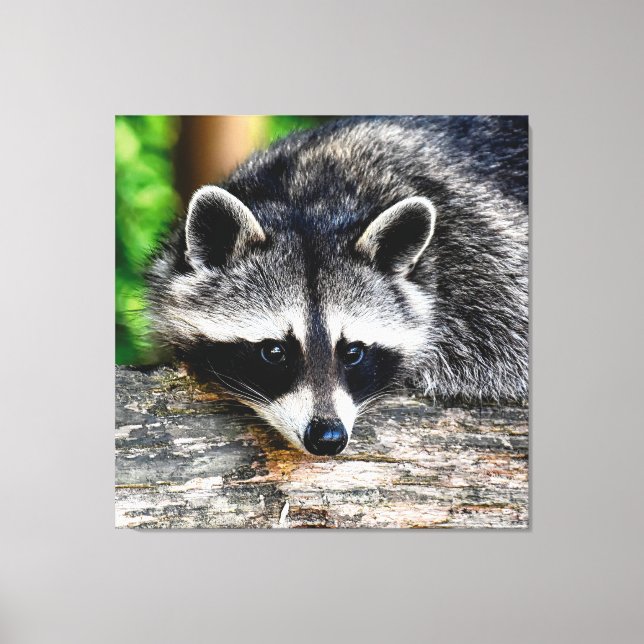 Toile Raccoon 003 (Recto)