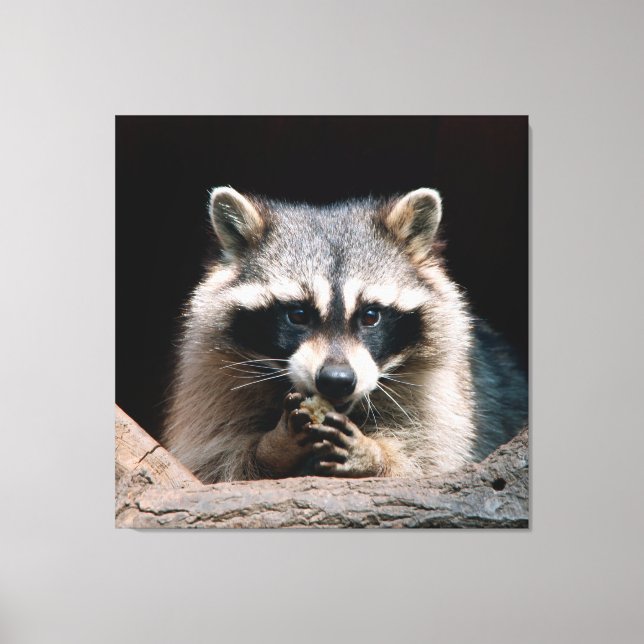 Toile Raccoon 004 (Recto)