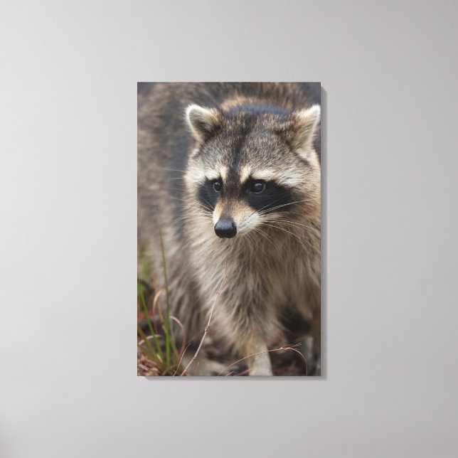 Toile Raccoon, Lotor Procyon, Floride (Recto)