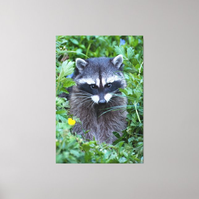 Toile Raccoon malicieux (Recto)