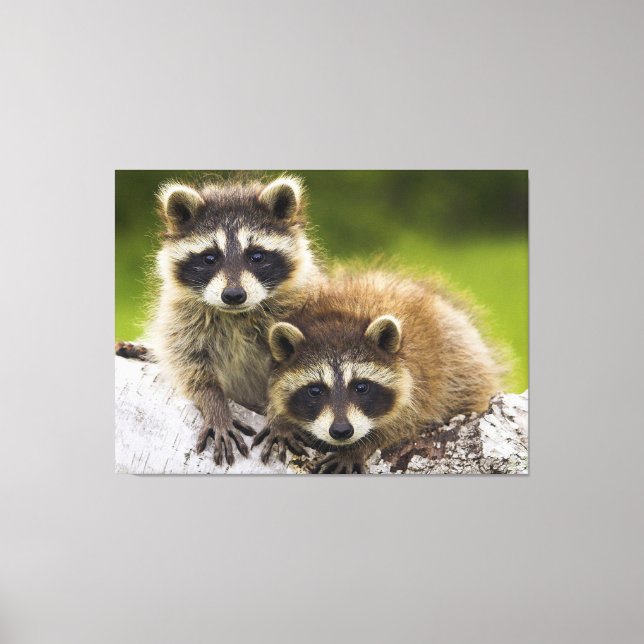 Toile Racoons (Recto)