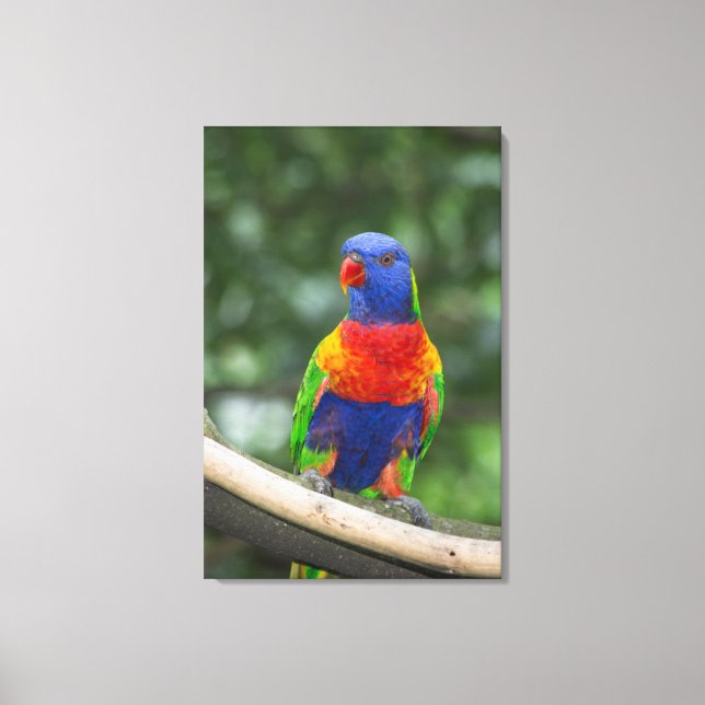 Toile Rainbow Lorikeet Portrait (Recto)