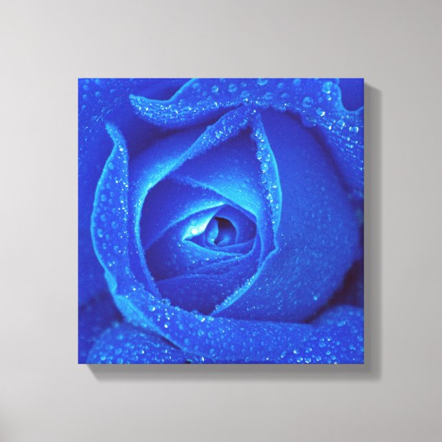 Toile Raindrops Sur Un Rose Bleu (Recto)
