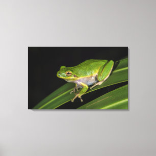 Toile Rainette verte (Hyla cinerea) 2