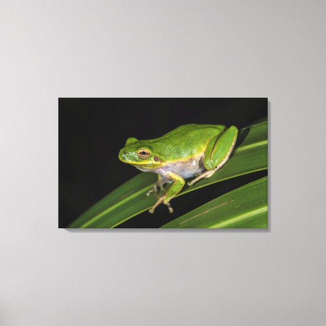 Toile Rainette verte (Hyla cinerea) 2 (Recto)