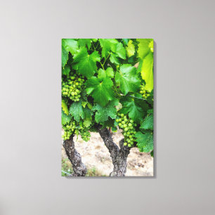 Toile Raisin de cuve, France