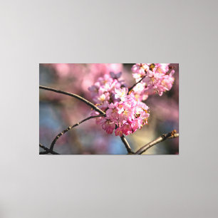Toile Rameaux d'Arbre Sakura Entrecroisés Dans Le Jardin
