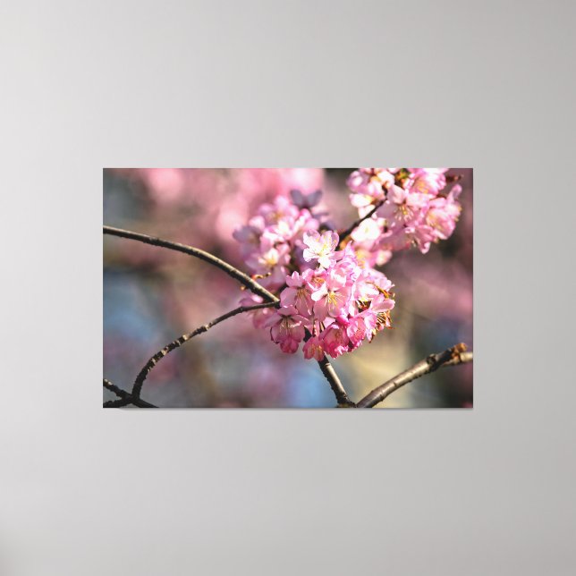 Toile Rameaux d'Arbre Sakura Entrecroisés Dans Le Jardin (Recto)