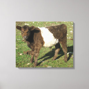 Toile Rare Dun Ceinturé Galloway Calf