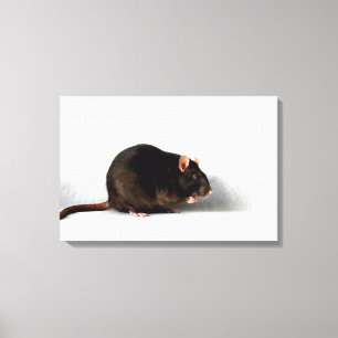 Toile Rat 24 x 16 (60 x 40 cm) wacm