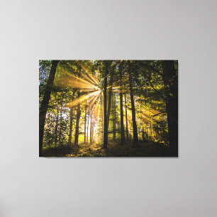 Toile Rayons ensoleillés de forêt enchantés 1