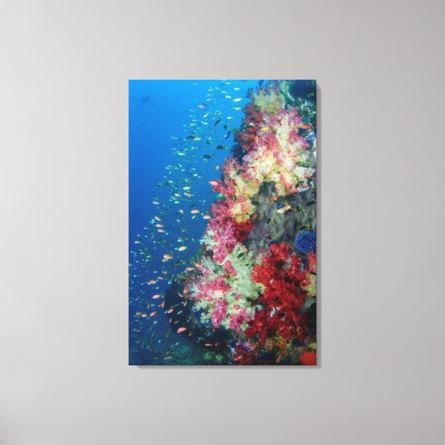 Toile Récif de corail sous-marin, Indonésie (Recto)