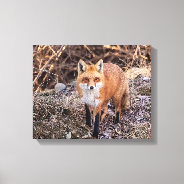 Toile Red Fox de près et personnel (Recto)