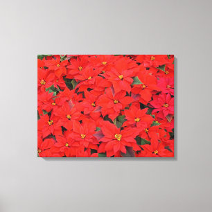 Toile Red Poinsettias I Christmas Holiday Floral Photo