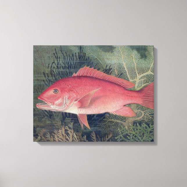 Toile Red Snapper, de 'Game Fishes of the United State (Recto)