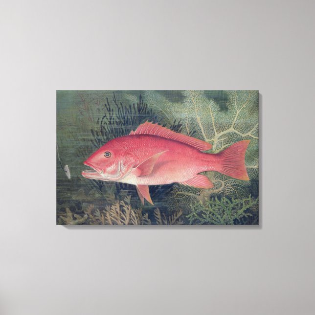 Toile Red Snapper, de 'Game Fishes of the United State (Recto)