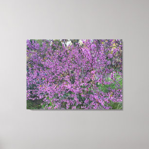 Toile Redbud occidental