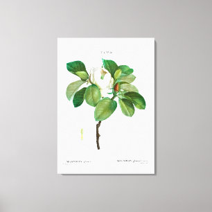 TOILE REDOUTÉ "MAGNOLIA" IMPRIMER CANVAS STRETCHÉ