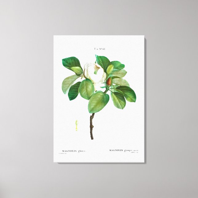 TOILE REDOUTÉ "MAGNOLIA" IMPRIMER CANVAS STRETCHÉ (Recto)