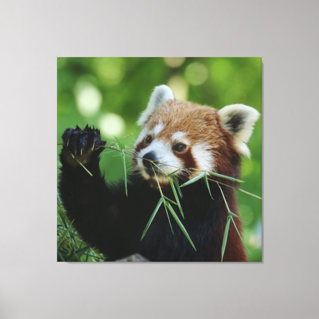 Toile RedPanda 002 (Recto)