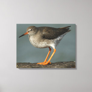 Toile Redshank Tringa Totanus