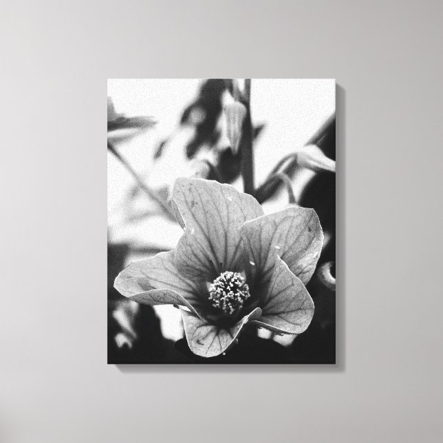 Toile Redvein Abutilon Flower Photographie noir et blanc (Recto)